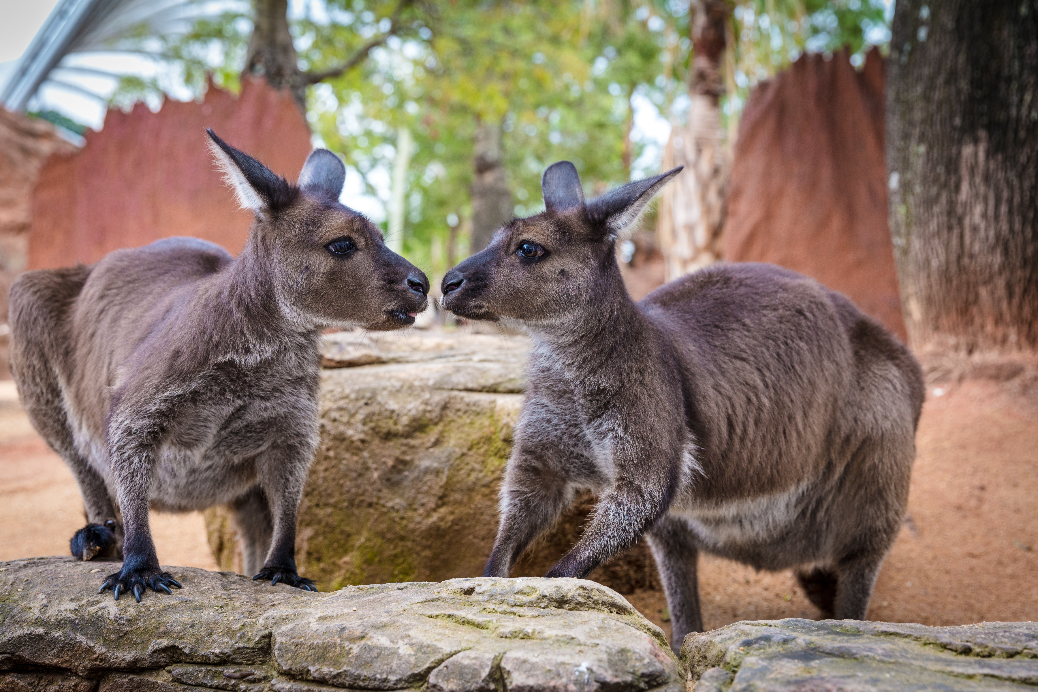 Sydney zoo. Зоопарк Таронга в Австралии. Сидней зоопарк. Таронга Сидней. Зоопарк в Сиднее Австралия.